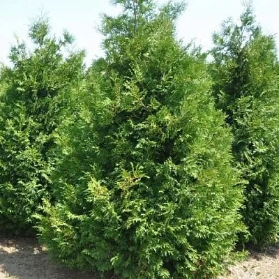 Туя ВАКСЕН западная  Туя ВАКСЕН западная в Орле