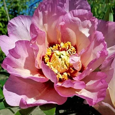 Пион ПАСТЕЛЬ СПЛЕНДОР ито-гибрид  Пион ПАСТЕЛЬ СПЛЕНДОР ито-гибрид в Орле