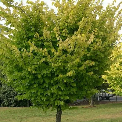 Вяз обыкновенный  Вяз обыкновенный в Орле