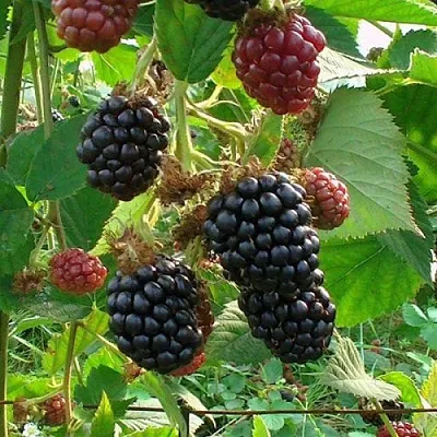 Ежевика ЧЕСТЕР бесшипная  Ежевика ЧЕСТЕР бесшипная в Орле