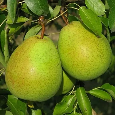 Груша НАЙТ-ВЕРТ колонновидная  Груша НАЙТ-ВЕРТ колонновидная в Орле