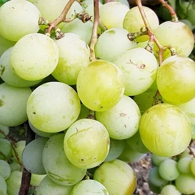 Виноград КЕША МУСКАТ  Виноград КЕША МУСКАТ в Орле