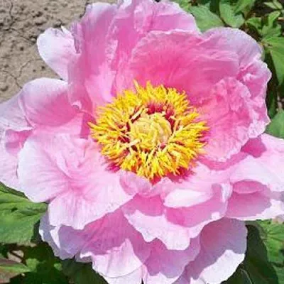 Пион МАРАМАЦУ-ЗАКУРА древовидный  Пион МАРАМАЦУ-ЗАКУРА древовидный в Орле