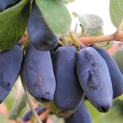 Жимолость съедобная ЛАКОМКА в Орле