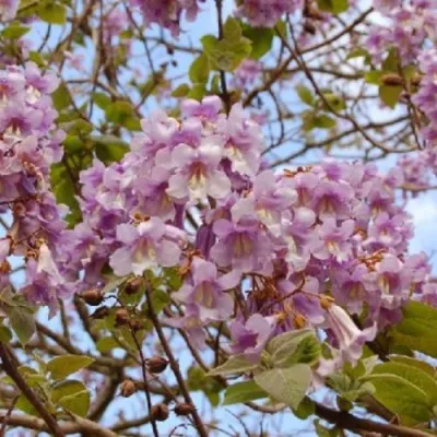 Павлония ПАО ТОГН Z07 в Орле