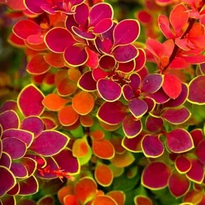 Барбарис ОРАНЖ САНРАЙЗ тунберга  Барбарис ОРАНЖ САНРАЙЗ тунберга в Орле