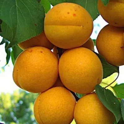 Абрикос ОНТАРИО в Орле