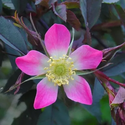 Саженцы роз сизая — описание сорта Саженцы роз сизая в Орле