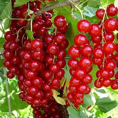 Смородина красная ЙОНКЕР ВАН ТЕТС  Смородина красная ЙОНКЕР ВАН ТЕТС в Орле