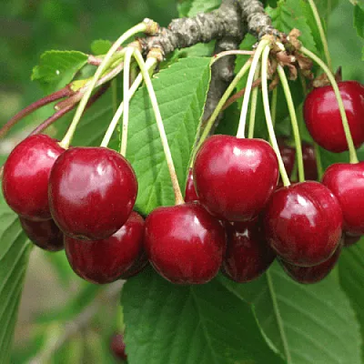 Черешня ГРОНКОВАЯ  Черешня ГРОНКОВАЯ в Орле