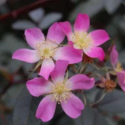 Саженцы роз сизая — описание сорта Саженцы роз сизая в Орле