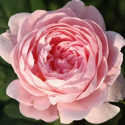 Саженцы роз КУИН ОФ СУИДЕН английская  Саженцы роз КУИН ОФ СУИДЕН английская в Орле