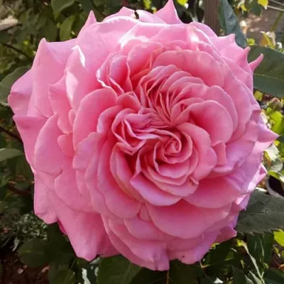 Саженцы роз ЭШЛИ чайно-гибридная — описание сорта Саженцы роз ЭШЛИ чайно-гибридная в Орле