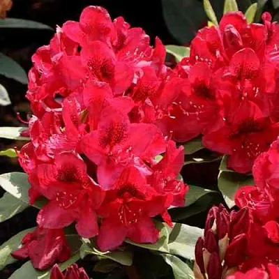 Рододендрон МАТАДОР  Рододендрон МАТАДОР в Орле