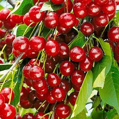 Вишня БРУСНИЦЫНА степная  Вишня БРУСНИЦЫНА степная в Орле