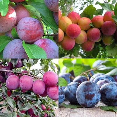 Комплект СЛИВОВЫЙ САД в Орле