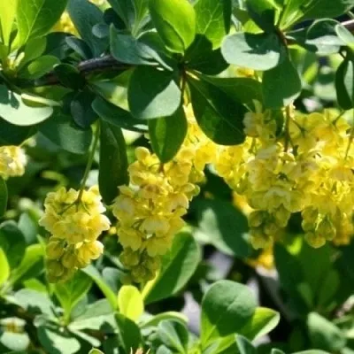 Барбарис ИНДИАН САММЕР   Барбарис ИНДИАН САММЕР  в Орле