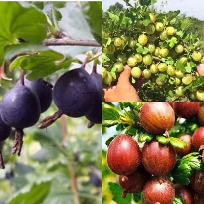 Комплект КРЫЖОВНИК MIX в Орле