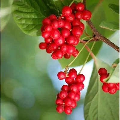 Лимонник ДЕБЮТ китайский  Лимонник ДЕБЮТ китайский в Орле