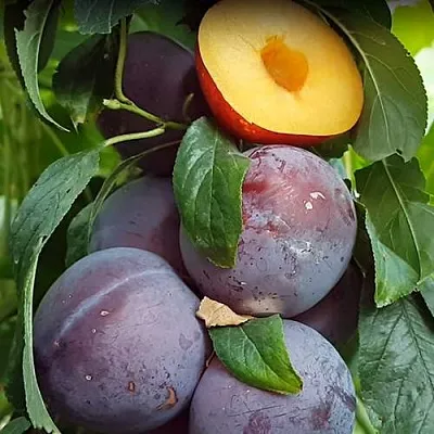 НЕКТАПРИУМ  НЕКТАПРИУМ в Орле