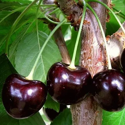 Черешня ДОНЕЦКИЙ УГОЛЁК  Черешня ДОНЕЦКИЙ УГОЛЁК в Орле