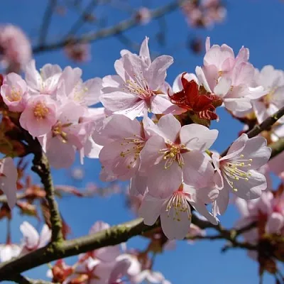 Вишня РАНЧО САРЖЕНТА в Орле