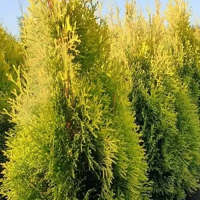 Туя ГОЛДЕН СМАРАГД западная  Туя ГОЛДЕН СМАРАГД западная в Орле
