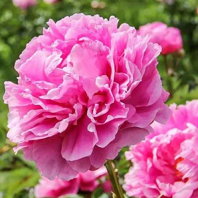 Пион АЛЕКСАНДР ФЛЕМИНГ травянистый  Пион АЛЕКСАНДР ФЛЕМИНГ травянистый в Орле