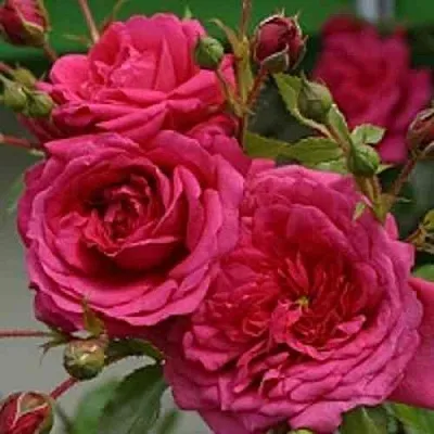 Саженцы роз ЛАГУНА плетистая  Саженцы роз ЛАГУНА плетистая в Орле