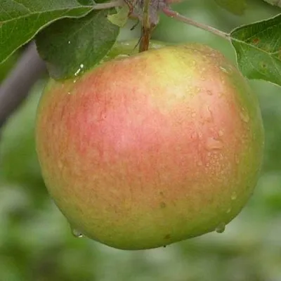 Яблоня БРЯНСКОЕ ЗОЛОТИСТОЕ  Яблоня БРЯНСКОЕ ЗОЛОТИСТОЕ в Орле