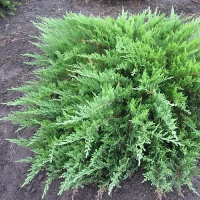 Можжевельник ТАМАРИСЦИФОЛИЯ казацкий  Можжевельник ТАМАРИСЦИФОЛИЯ казацкий в Орле