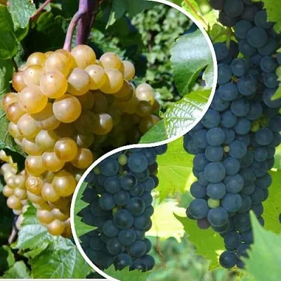 Комплект ИНЬ-ЯНЬ в Орле