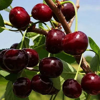 Вишня РОВЕСНИЦА  Вишня РОВЕСНИЦА в Орле