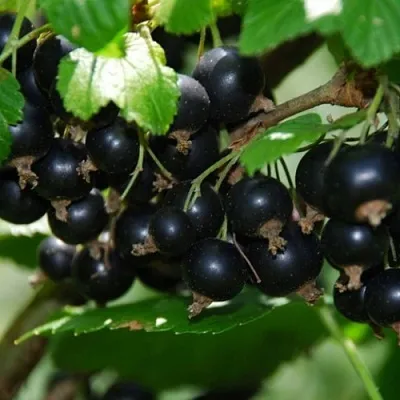 Смородина черная ГЛОБУС в Орле