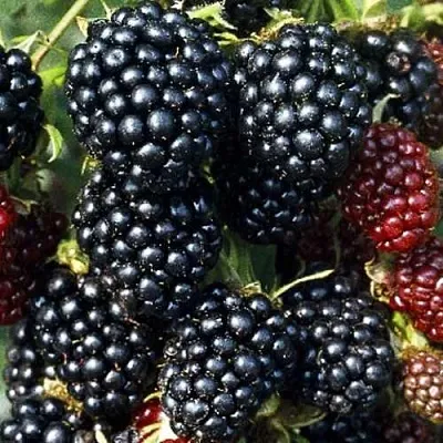 Ежевика ЭВЕРГРИН бесшипная  Ежевика ЭВЕРГРИН бесшипная в Орле