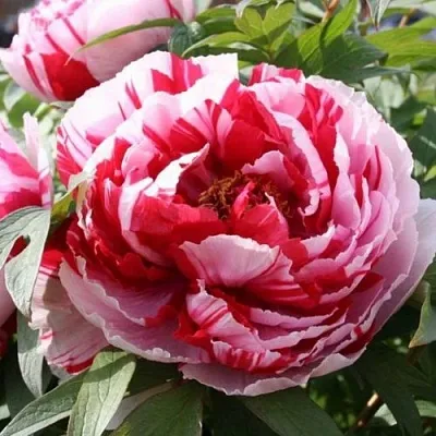 Пион РЕД ВИЗ ПИНК древовидный  Пион РЕД ВИЗ ПИНК древовидный в Орле