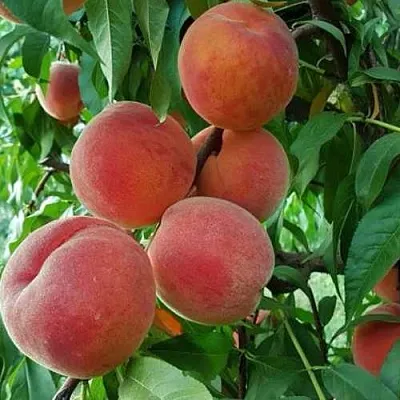Персик САНКРЕСТ  Персик САНКРЕСТ в Орле