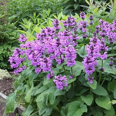 Буквица крупноцветковая  Буквица крупноцветковая в Орле