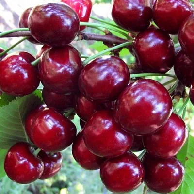 Вишня ЖУКОВСКАЯ  Вишня ЖУКОВСКАЯ в Орле