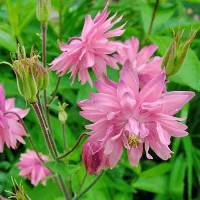 Аквилегия БАРЛОУ ПИНК гибрид МакКаны — описание сорта Аквилегия БАРЛОУ ПИНК гибрид МакКаны в Орле