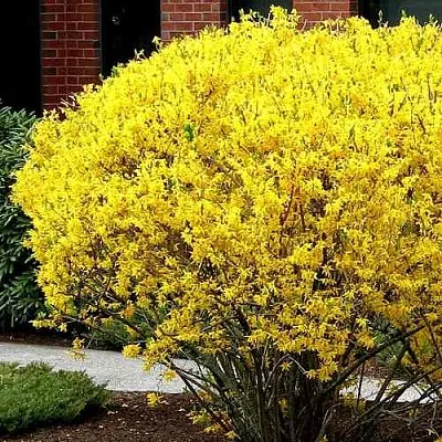 Форзиция ЛИНВУД  Форзиция ЛИНВУД в Орле