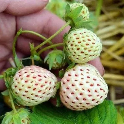 Клубника АНАНАСА ремонтантная — описание сорта Клубника АНАНАСА ремонтантная в Орле