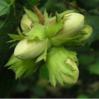 Фундук ТАМБОВСКИЙ ПОЗДНИЙ  Фундук ТАМБОВСКИЙ ПОЗДНИЙ в Орле