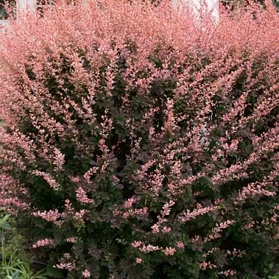 Барбарис РОУЗ ГЛОУ тунберга  Барбарис РОУЗ ГЛОУ тунберга в Орле