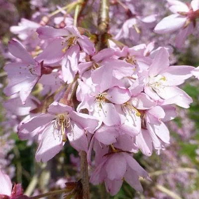 Сакура ПЕНДУЛА РУБРА  Сакура ПЕНДУЛА РУБРА в Орле