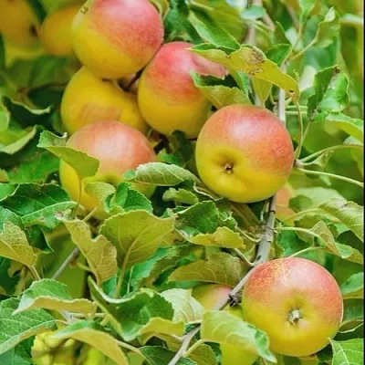 Яблоня ПАМЯТЬ БЛЫНСКОГО колонновидная  Яблоня ПАМЯТЬ БЛЫНСКОГО колонновидная в Орле