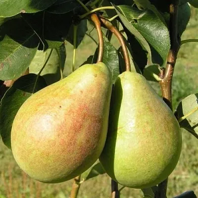 Груша ДУХМЯНАЯ  Груша ДУХМЯНАЯ в Орле