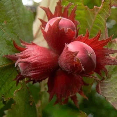 Фундук МОСКОВСКИЙ РУБИН  Фундук МОСКОВСКИЙ РУБИН в Орле