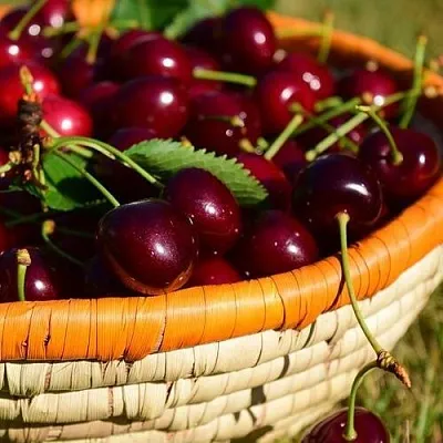 Вишня НЕСВИЖСКАЯ  Вишня НЕСВИЖСКАЯ в Орле