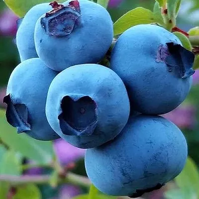 Голубика  Голубика в Орле